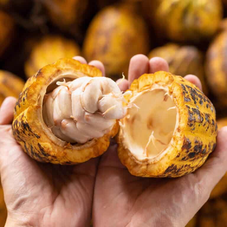 man holding a ripe cocoa fruit inhand with beans inside
